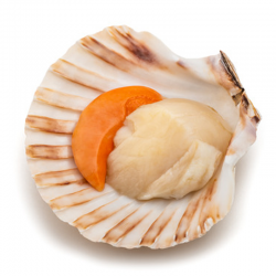 COQUILLE SAINT-JACQUES